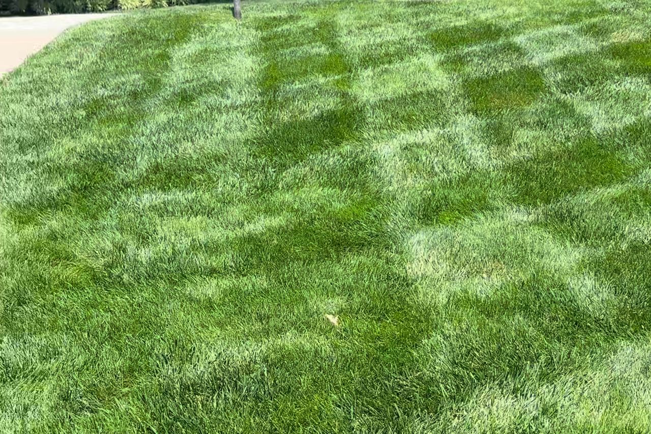 Sunlit lawn cut with clean, even mowing stripes